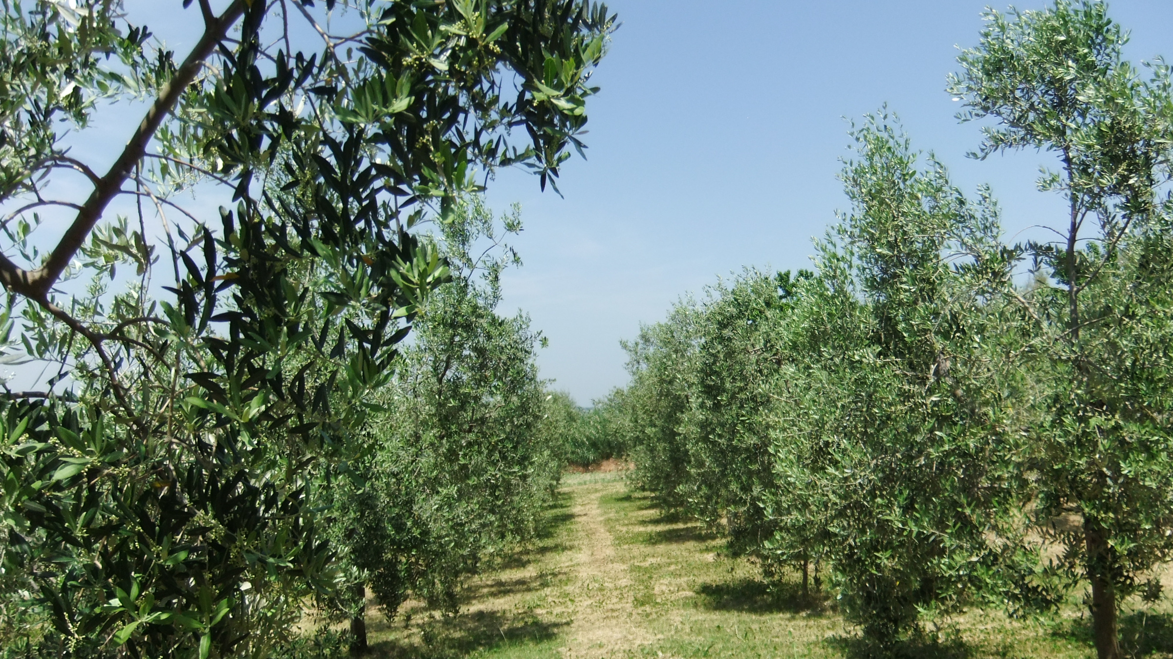 COMZ1124 || Farmhouse – Jesi (AN)