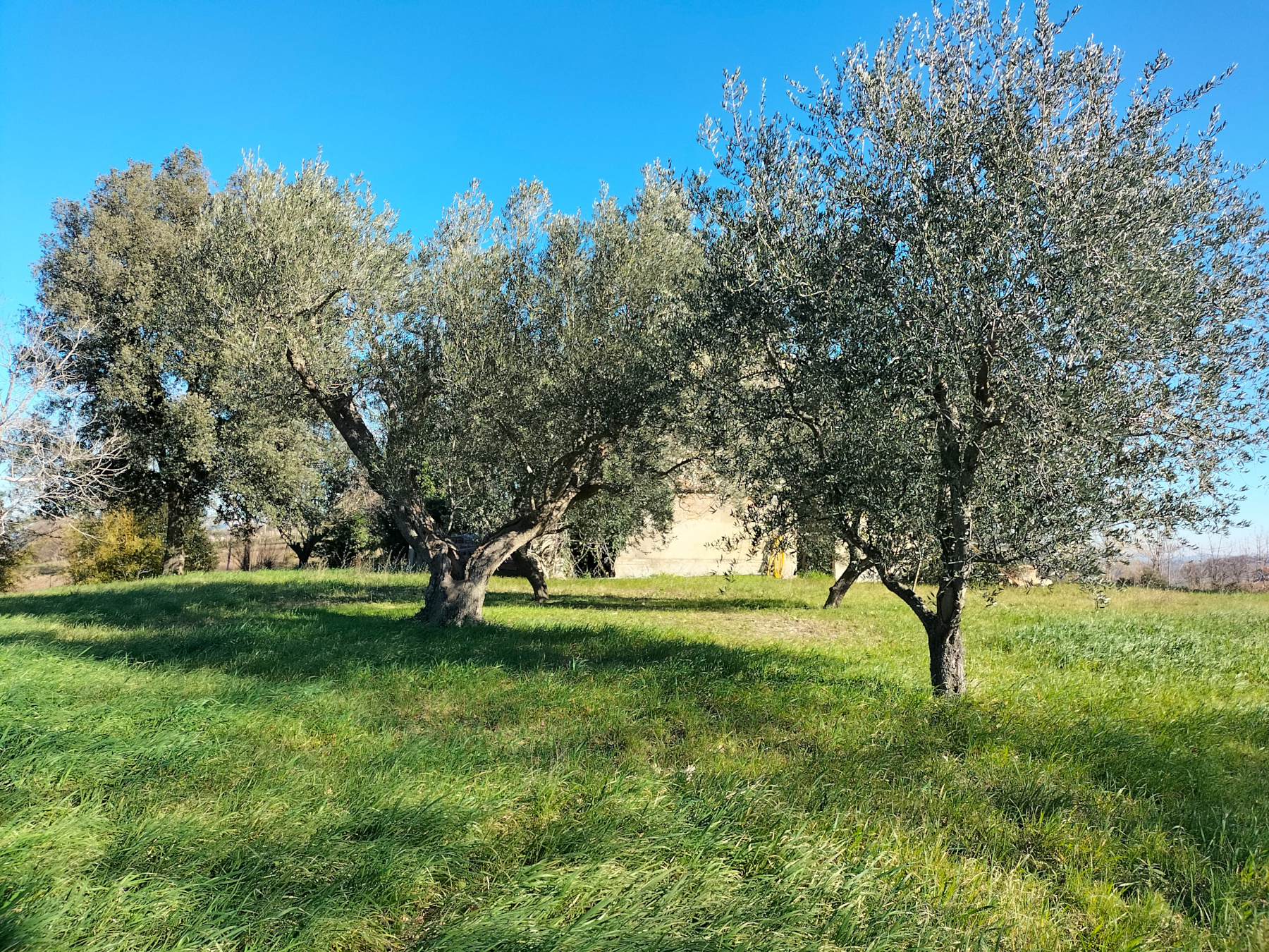 MNMO0525 || Casale – Osimo (AN)